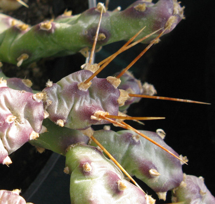 Pépinière Palmaris Opuntia pusilla 