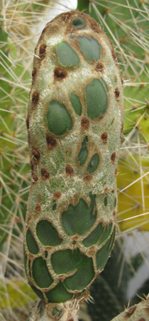Pépinière Palmaris Opuntia reticulata