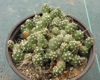 Pépinière Palmaris Opuntia rossiana X rossiana