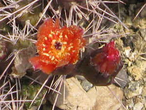 Pépinière Palmaris Opuntia rutilans