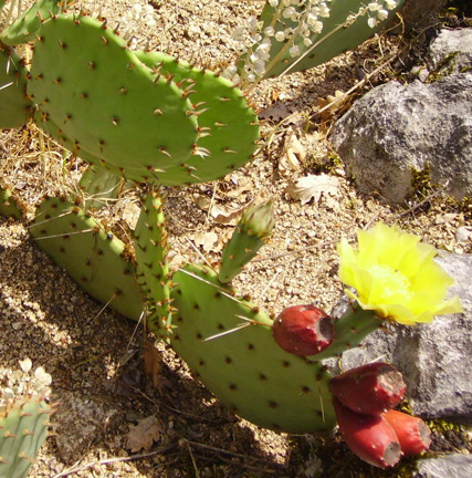 Pépinière Palmaris Opuntia sanguinicula