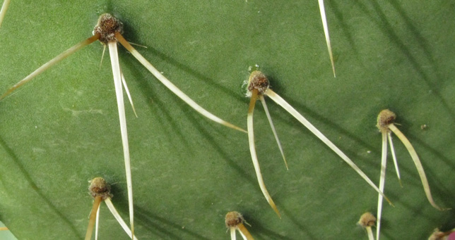 Pépinière Palmaris Opuntia  valencia