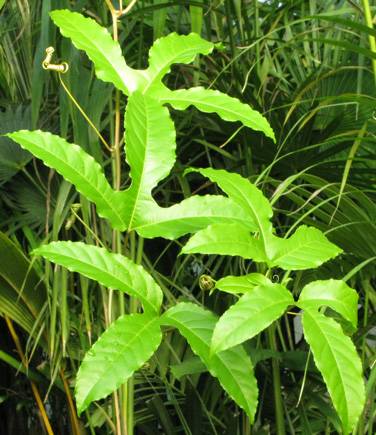 Pépinière Palmaris Passiflora edulis rubicarpa