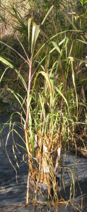Pépinière Palmaris Pennisetum violaceum