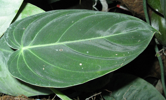 Pépinière Palmaris Philodendrum  melanochrysum