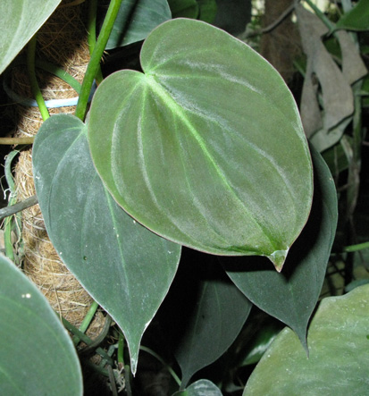 Pépinière Palmaris Philodendrum  micans