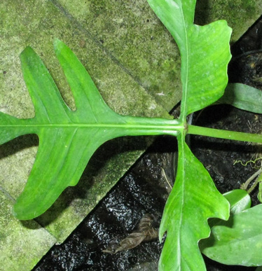 Pépinière Palmaris Philodendrum  quercifolium