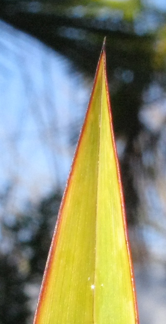 Pépinière Palmaris Phormium tenax marginatum