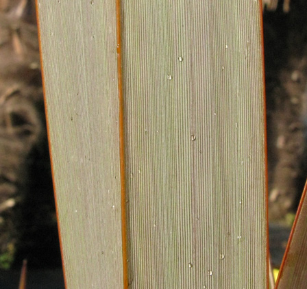 Pépinière Palmaris Phormium tenax purpureum