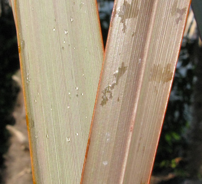 Pépinière Palmaris Phormium tenax purpureum 