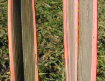 Pépinière Palmaris Phormium tenax tricolor 