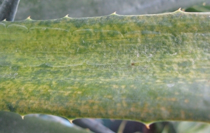 Pépinière Palmaris Piqûre de parasites sur Agave cantala