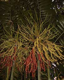 Pépinière Palmaris Ptychosperma macarthurii