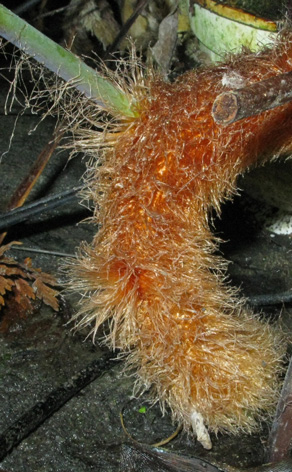 Pépinière Palmaris Polypodium aureum
