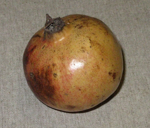 Pépinière Palmaris Punica granatum