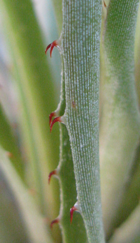 Pépinière Palmaris Puya mirabilis