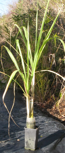 Pépinière Palmaris Saccharum officinarum