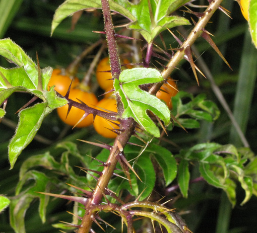 Pépinière Palmaris Solanum atropurpureum