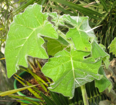 Pépinière Palmaris Solanum khasianum