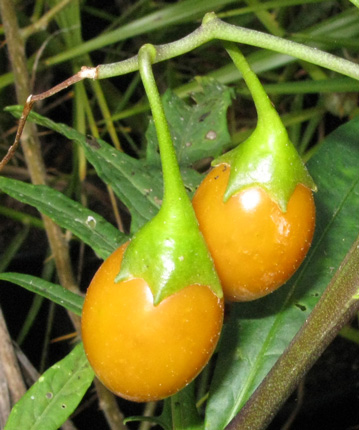 Pépinière Palmaris Solanum laciniatum