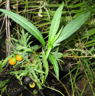 Pépinière Palmaris Solanum laciniatum