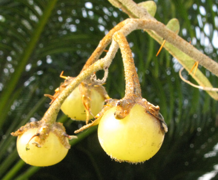 Pépinière Palmaris Solanum pyracanthum