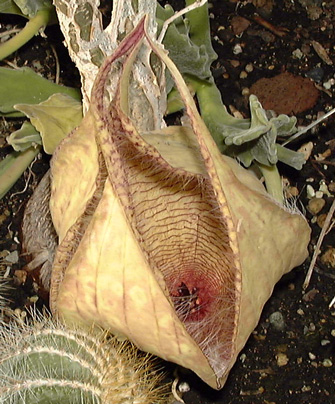 Pépinière Palmaris Stapelia gigantea