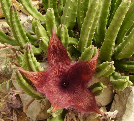 Pépinière Palmaris Stapelia grandiflora