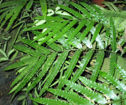 Pépinière Palmaris Stenochlaena palustris