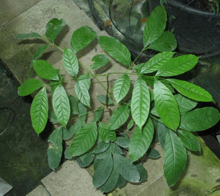Pépinière Palmaris Swietenia macrophylla