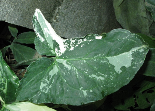 Pépinière Palmaris  Syngonium podophyllum variegatum