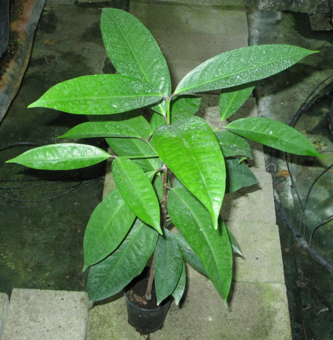 Pépinière Palmaris Syzygium jambos