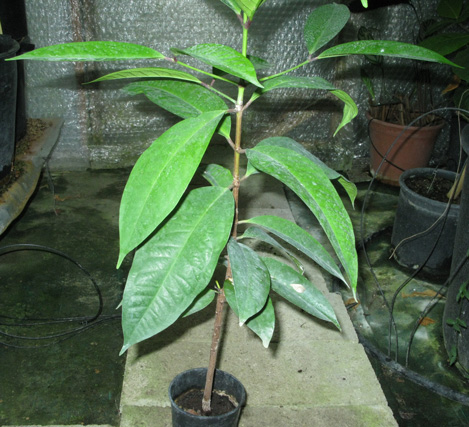 Pépinière Palmaris Syzygium jambos