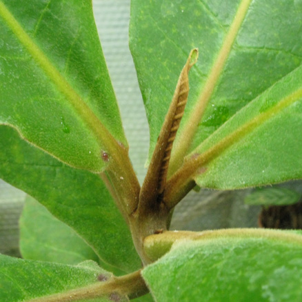 Pépinière Palmaris Terminalia catappa