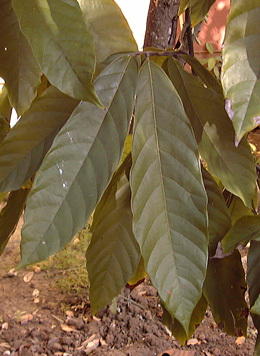 Pépinière Palmaris Theobroma cacao
