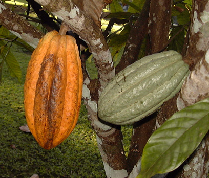 Pépinière Palmaris Theobroma cacao
