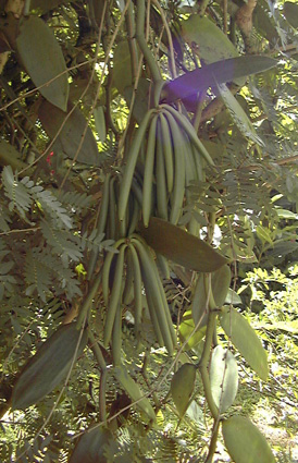 Pépinière Palmaris Vanilla planifolia