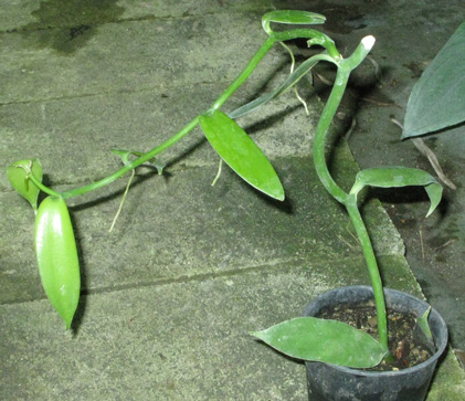 Pépinière Palmaris Vanilla planifolia