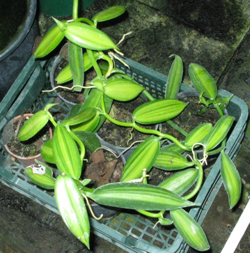 Pépinière Palmaris Vanilla planifolia variegata