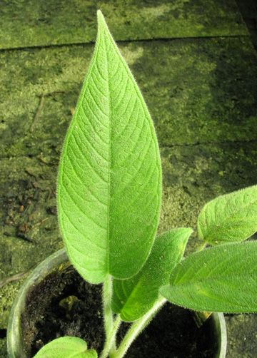 Pépinière Palmaris Xanthosoma pubescens