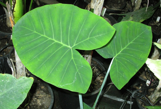 Pépinière Palmaris Xanthosoma sagitifolia