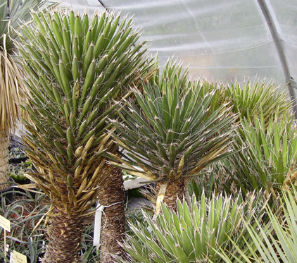 Pépinière Palmaris Yucca australis