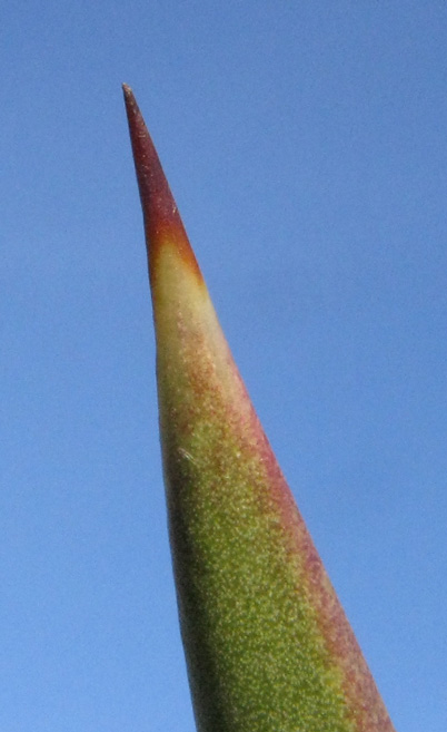Pépinière Palmaris Yucca aloifolia