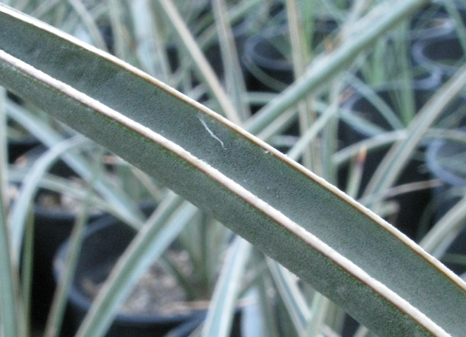 Pépinière Palmaris Yucca arizonica