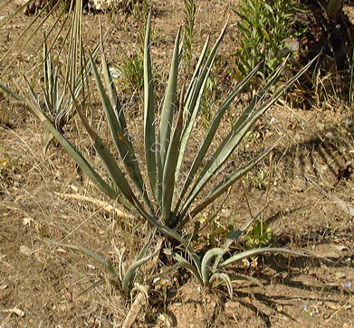 Pépinière Palmaris Yucca baccata Jacquemin