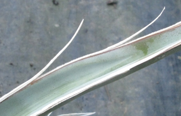 Pépinière Palmaris Yucca baccata