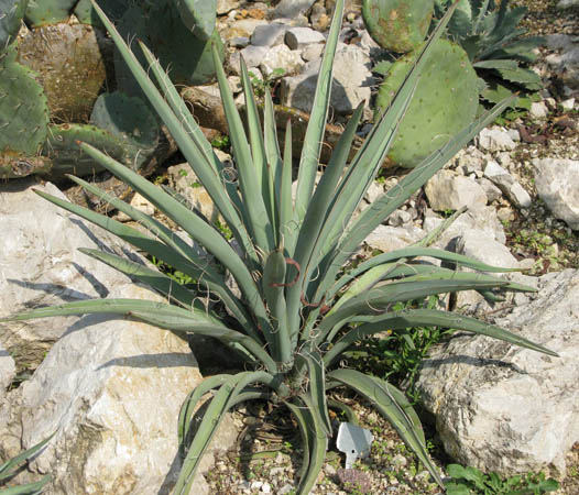 Pépinière Palmaris Yucca brevifolia Lalonde