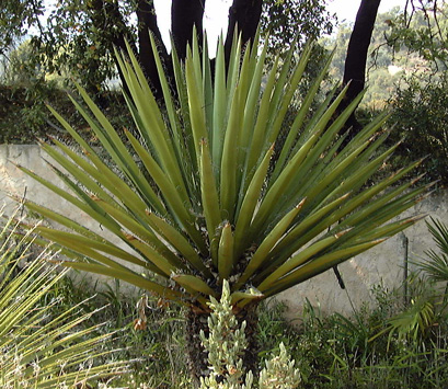 Pépinière Palmaris Yucca carnerosana  Jacquemin