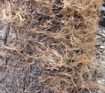 Pépinière Palmaris Yucca carnerosana 