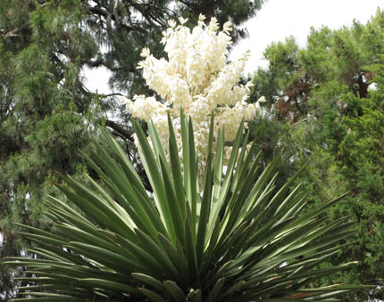 Pépinière Palmaris Yucca carnerosana Valencia